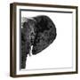 Safari Profile Collection - Elephant Portrait White Edition III-Philippe Hugonnard-Framed Photographic Print