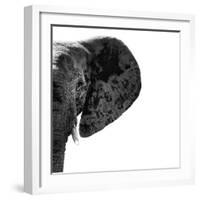 Safari Profile Collection - Elephant Portrait White Edition III-Philippe Hugonnard-Framed Photographic Print