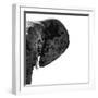 Safari Profile Collection - Elephant Portrait White Edition III-Philippe Hugonnard-Framed Photographic Print