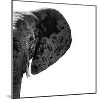 Safari Profile Collection - Elephant Portrait White Edition III-Philippe Hugonnard-Mounted Photographic Print