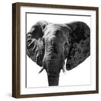 Safari Profile Collection - Elephant Portrait White Edition IV-Philippe Hugonnard-Framed Photographic Print