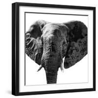 Safari Profile Collection - Elephant Portrait White Edition IV-Philippe Hugonnard-Framed Photographic Print