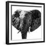 Safari Profile Collection - Elephant Portrait White Edition IV-Philippe Hugonnard-Framed Photographic Print