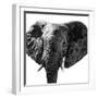 Safari Profile Collection - Elephant Portrait White Edition IV-Philippe Hugonnard-Framed Photographic Print