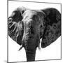 Safari Profile Collection - Elephant Portrait White Edition IV-Philippe Hugonnard-Mounted Photographic Print