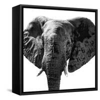 Safari Profile Collection - Elephant Portrait White Edition IV-Philippe Hugonnard-Framed Stretched Canvas