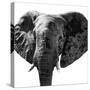 Safari Profile Collection - Elephant Portrait White Edition IV-Philippe Hugonnard-Stretched Canvas