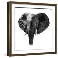 Safari Profile Collection - Elephant Portrait White Edition-Philippe Hugonnard-Framed Photographic Print