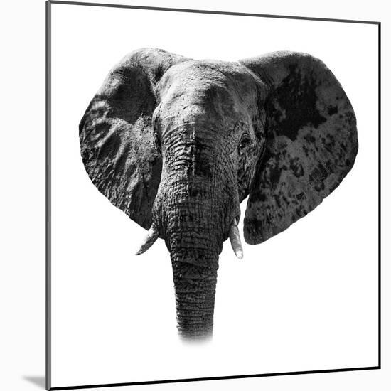 Safari Profile Collection - Elephant Portrait White Edition-Philippe Hugonnard-Mounted Photographic Print