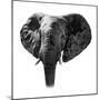 Safari Profile Collection - Elephant Portrait White Edition-Philippe Hugonnard-Mounted Photographic Print