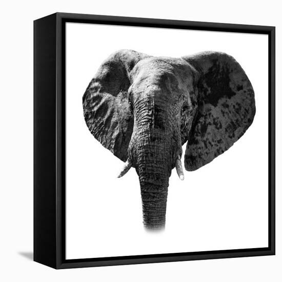 Safari Profile Collection - Elephant Portrait White Edition-Philippe Hugonnard-Framed Stretched Canvas