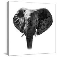 Safari Profile Collection - Elephant Portrait White Edition-Philippe Hugonnard-Stretched Canvas