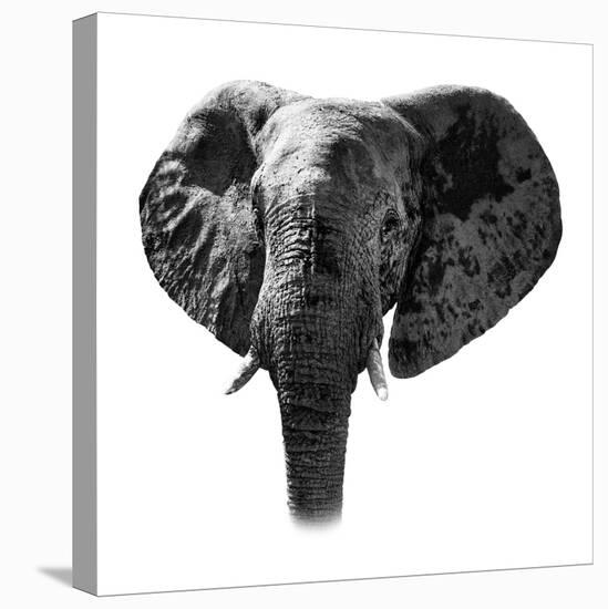 Safari Profile Collection - Elephant Portrait White Edition-Philippe Hugonnard-Stretched Canvas