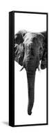 Safari Profile Collection - Elephant White Edition II-Philippe Hugonnard-Framed Stretched Canvas