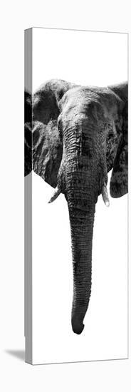 Safari Profile Collection - Elephant White Edition II-Philippe Hugonnard-Stretched Canvas