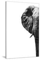 Safari Profile Collection - Elephant White Edition III-Philippe Hugonnard-Stretched Canvas