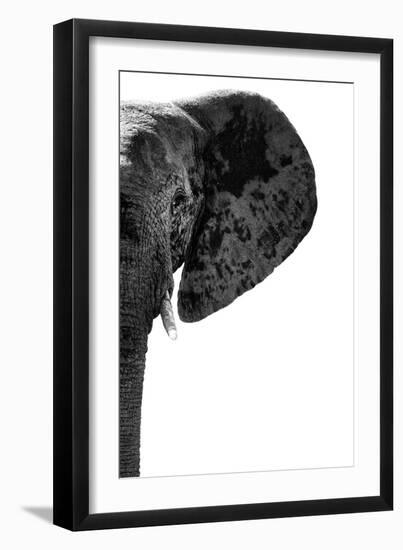 Safari Profile Collection - Elephant White Edition IV-Philippe Hugonnard-Framed Photographic Print