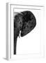 Safari Profile Collection - Elephant White Edition IV-Philippe Hugonnard-Framed Photographic Print