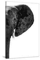 Safari Profile Collection - Elephant White Edition IV-Philippe Hugonnard-Stretched Canvas