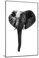 Safari Profile Collection - Elephant White Edition-Philippe Hugonnard-Mounted Photographic Print