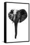 Safari Profile Collection - Elephant White Edition-Philippe Hugonnard-Framed Stretched Canvas