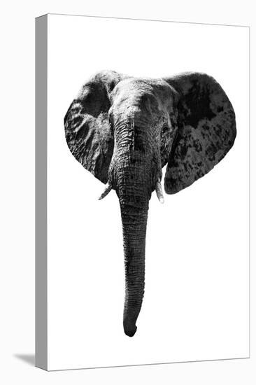 Safari Profile Collection - Elephant White Edition-Philippe Hugonnard-Stretched Canvas
