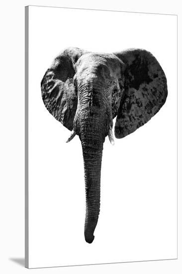 Safari Profile Collection - Elephant White Edition-Philippe Hugonnard-Stretched Canvas