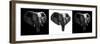 Safari Profile Collection - Elephants III-Philippe Hugonnard-Framed Photographic Print