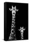 Safari Profile Collection - Giraffe and Baby Black Edition II-Philippe Hugonnard-Framed Stretched Canvas