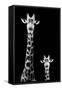 Safari Profile Collection - Giraffe and Baby Black Edition II-Philippe Hugonnard-Framed Stretched Canvas