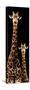 Safari Profile Collection - Giraffe and Baby Black Edition III-Philippe Hugonnard-Stretched Canvas