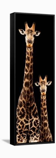 Safari Profile Collection - Giraffe and Baby Black Edition III-Philippe Hugonnard-Framed Stretched Canvas