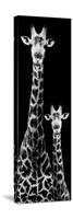 Safari Profile Collection - Giraffe and Baby Black Edition IV-Philippe Hugonnard-Stretched Canvas