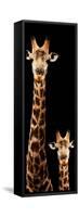 Safari Profile Collection - Giraffe and Baby Black Edition V-Philippe Hugonnard-Framed Stretched Canvas