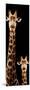 Safari Profile Collection - Giraffe and Baby Black Edition V-Philippe Hugonnard-Mounted Photographic Print