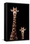 Safari Profile Collection - Giraffe and Baby Black Edition-Philippe Hugonnard-Framed Stretched Canvas