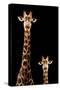 Safari Profile Collection - Giraffe and Baby Black Edition-Philippe Hugonnard-Stretched Canvas