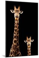 Safari Profile Collection - Giraffe and Baby Black Edition-Philippe Hugonnard-Mounted Photographic Print