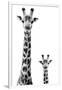 Safari Profile Collection - Giraffe and Baby White Edition II-Philippe Hugonnard-Framed Photographic Print