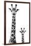 Safari Profile Collection - Giraffe and Baby White Edition II-Philippe Hugonnard-Framed Photographic Print