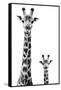 Safari Profile Collection - Giraffe and Baby White Edition II-Philippe Hugonnard-Framed Stretched Canvas