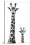Safari Profile Collection - Giraffe and Baby White Edition II-Philippe Hugonnard-Stretched Canvas