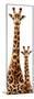 Safari Profile Collection - Giraffe and Baby White Edition III-Philippe Hugonnard-Mounted Photographic Print