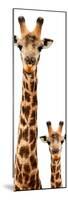 Safari Profile Collection - Giraffe and Baby White Edition V-Philippe Hugonnard-Mounted Photographic Print