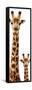 Safari Profile Collection - Giraffe and Baby White Edition V-Philippe Hugonnard-Framed Stretched Canvas