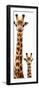 Safari Profile Collection - Giraffe and Baby White Edition V-Philippe Hugonnard-Framed Premium Photographic Print