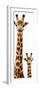 Safari Profile Collection - Giraffe and Baby White Edition V-Philippe Hugonnard-Framed Premium Photographic Print