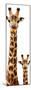 Safari Profile Collection - Giraffe and Baby White Edition V-Philippe Hugonnard-Mounted Premium Photographic Print