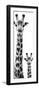 Safari Profile Collection - Giraffe and Baby White Edition VI-Philippe Hugonnard-Framed Photographic Print
