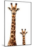 Safari Profile Collection - Giraffe and Baby White Edition-Philippe Hugonnard-Mounted Photographic Print